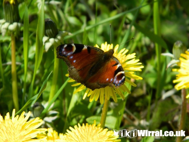 Attached picture butterfly park 018 (Copy).JPG